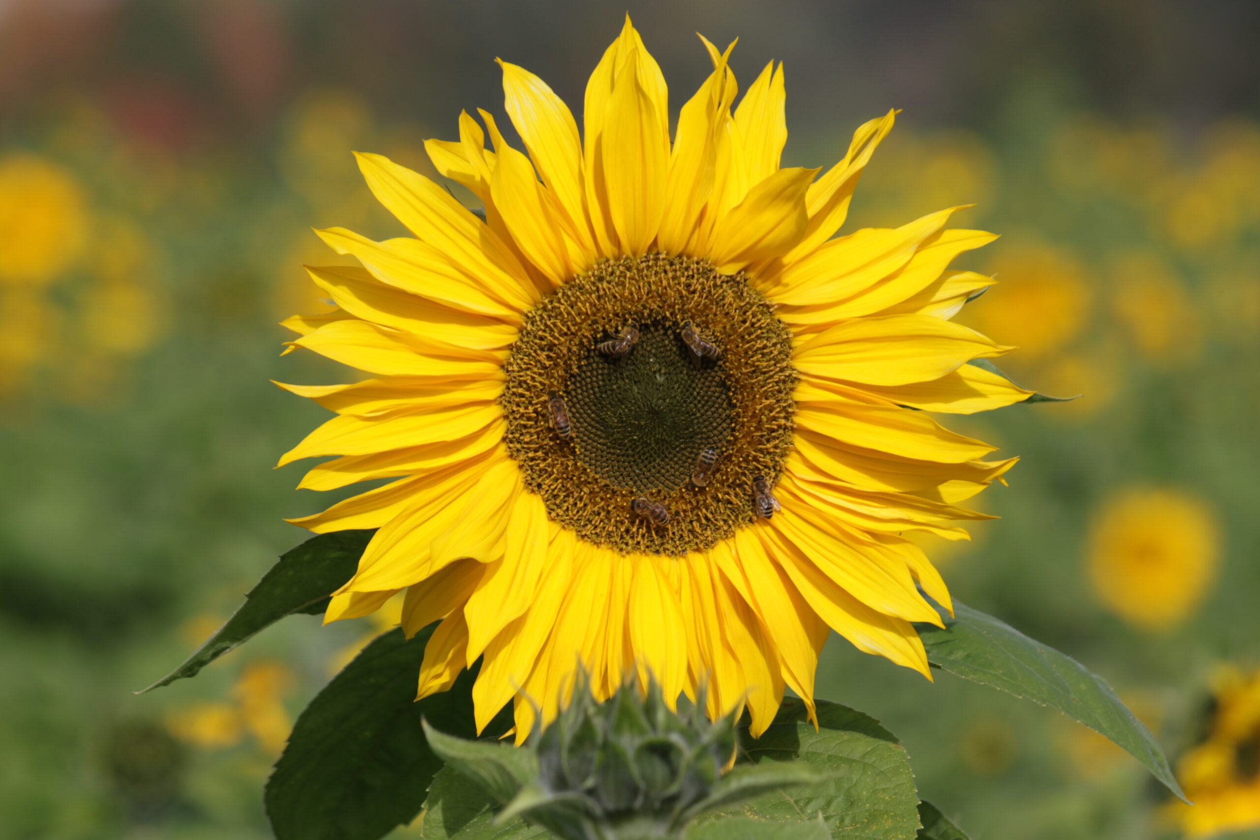 Jugendparlament Aschaffenburg