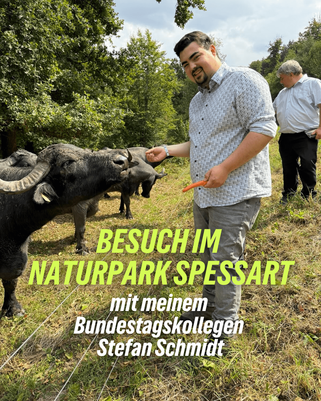 Bei den Wasserbüffeln im Spessart
